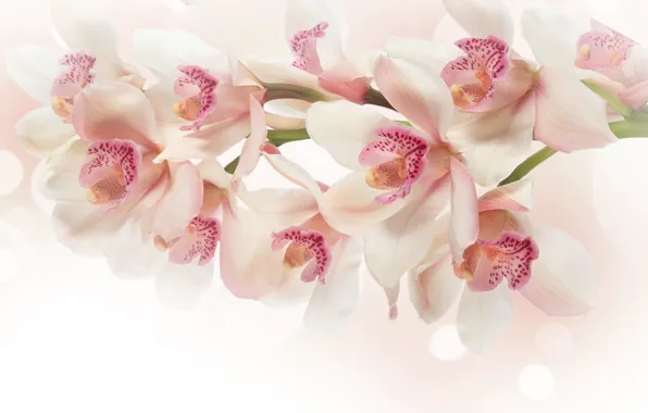 Picture flowers, branch, pink, white, Orchid