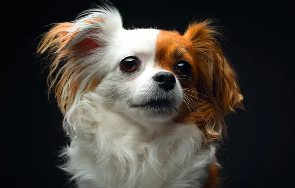 Picture wool, cute, breed, Papillon