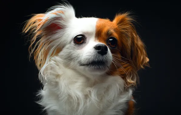 Wool, cute, breed, Papillon