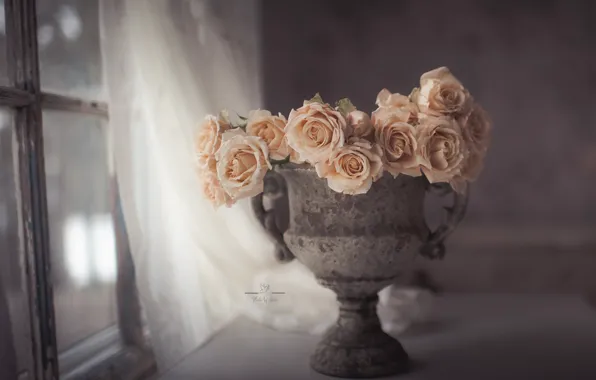 Picture style, roses, window, vase