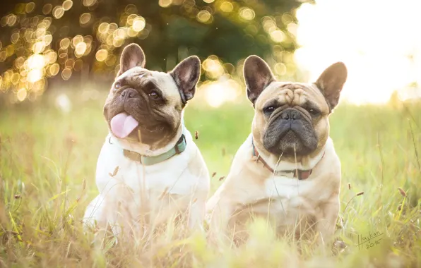 Dogs, grass, nature, French bulldogs