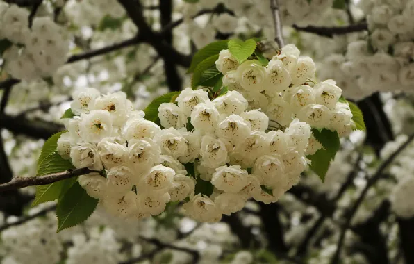 Picture cherry, branch, spring, flowering, flowers