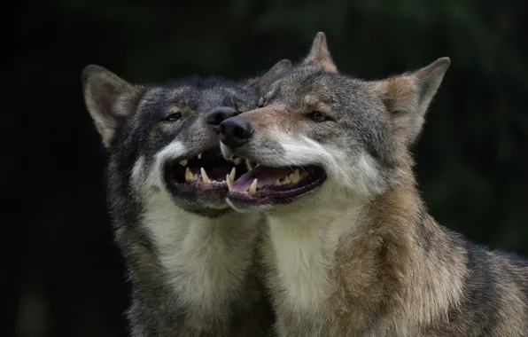 Predators, pair, wolves