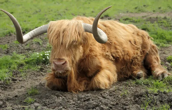 Nature, background, cows