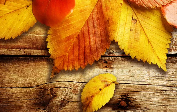 Picture autumn, leaves, macro, photo, tree, Board, leaf, Board
