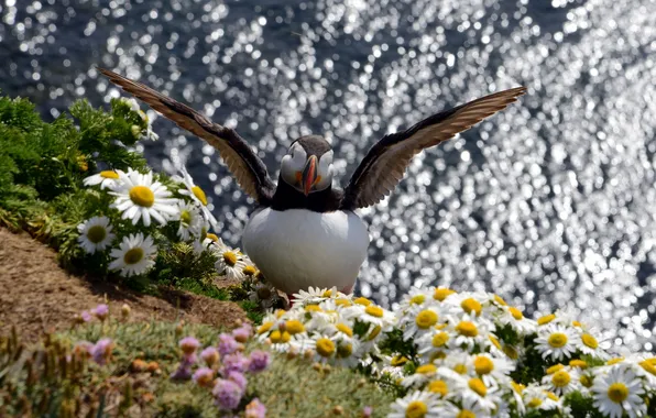 Nature, bird, Puffin