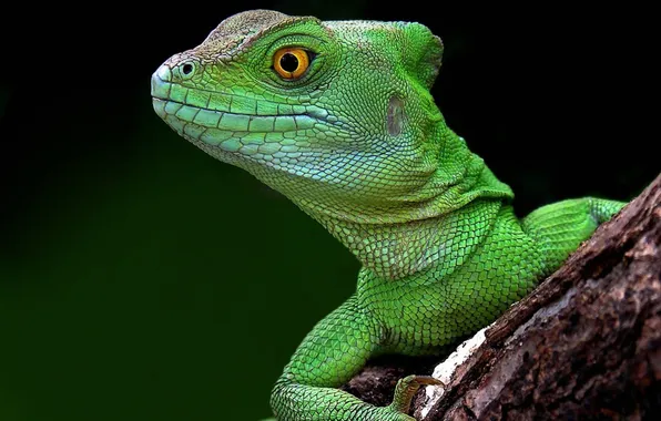 Picture branch, lizard, green