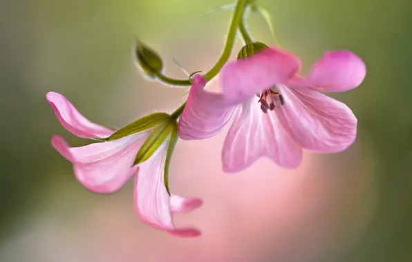 Flowers, background, pink, geranium