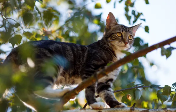 Picture cat, cat, trees, branches, foliage, kitty, bokeh