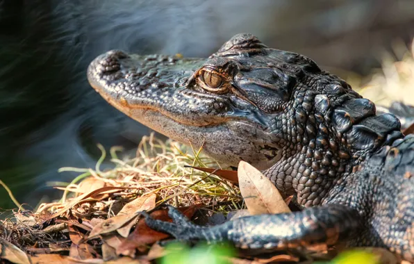 Crocodile, cub, pond