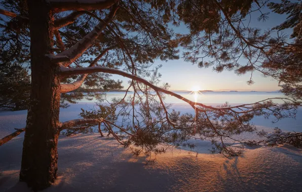 Picture winter, snow, branches, lake, tree, dawn, morning, the snow
