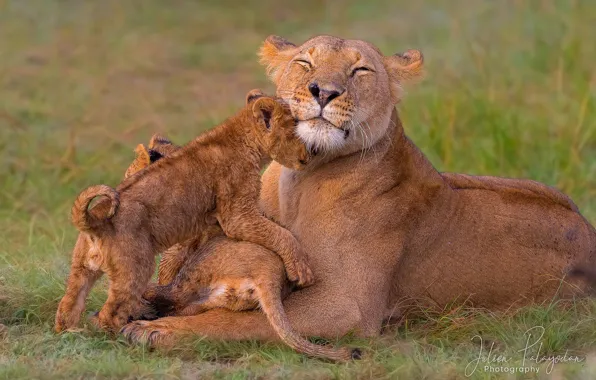 Picture lioness, two lion, tenderness