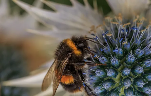 Flower, macro, bee, background, pollen, insect, bumblebee, pollination