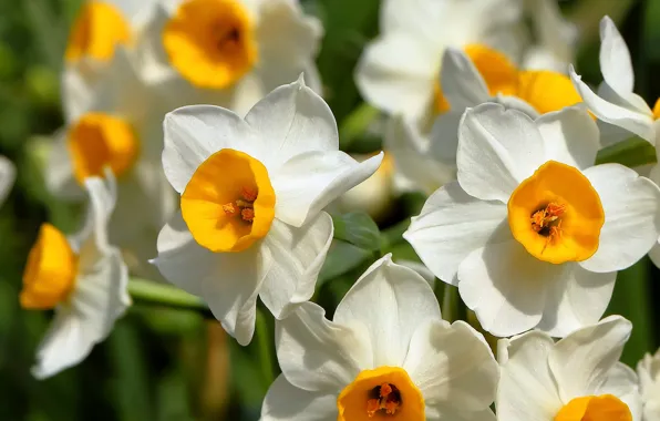 Picture macro, daffodils, bokeh