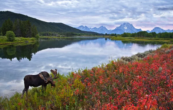 The sky, flowers, mountains, lake, moose