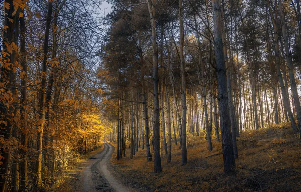 Road, autumn, forest, leaves, trees, sunset, yellow