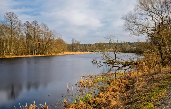 Picture trees, lake, Autumn, trees, nature, autumn, lake, fall