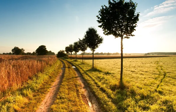 Picture road, field, trees, fog, morning