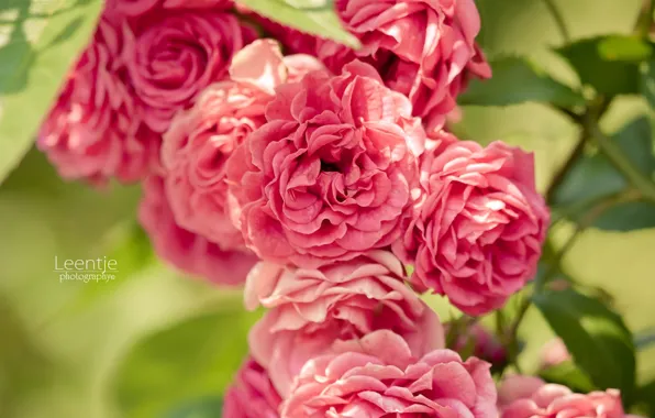 Roses, petals, rose Bush
