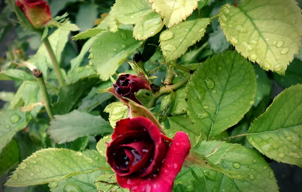 Drops, rain, roses, July