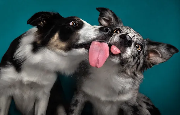 Language, dogs, a couple, faces