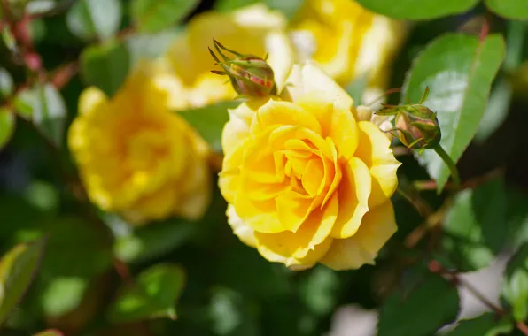 Greens, flower, summer, leaves, macro, light, rose, Bush