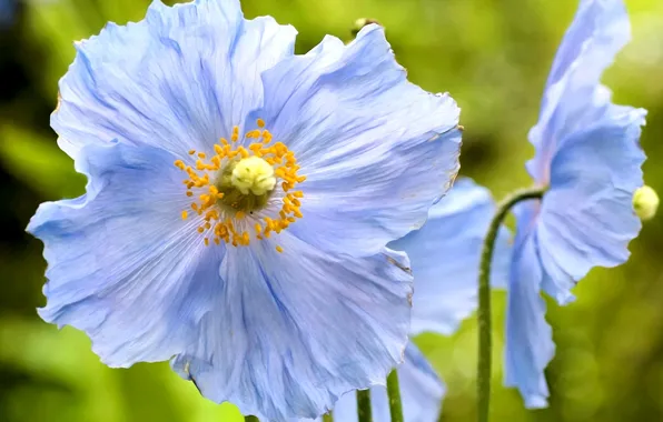 Picture summer, flowers, background, petals, stamens, blue poppies