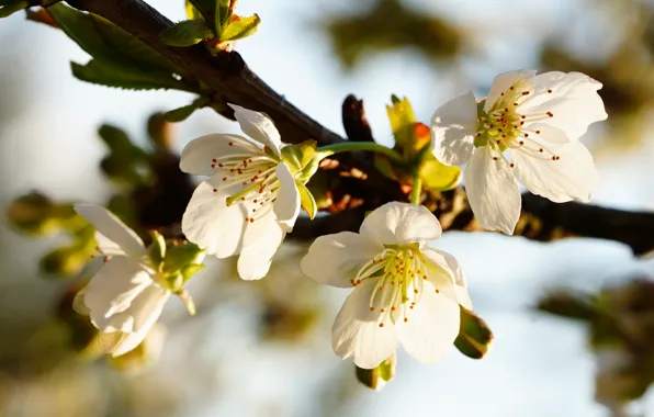 Macro, flowers, branch, spring, white, Apple, flowering, in bloom