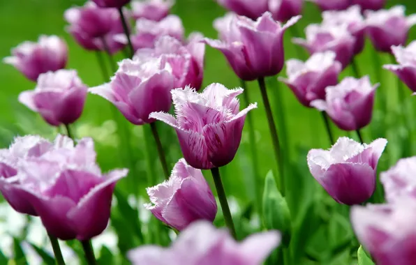 Picture flower, macro, flowers, nature, Tulip, spring, petals, tulips