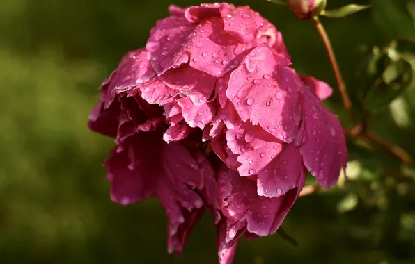 Flower, leaves, drops, macro, light, Rosa, pink, spring