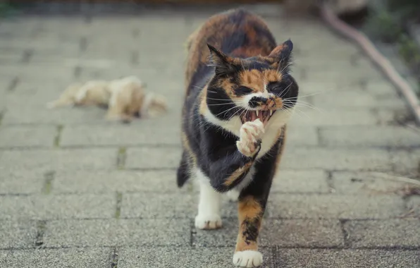 Picture cat, summer, cat, paws