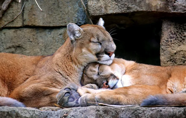 Stones, background, sleep, the cat family, mountain lion, Cougar, Puma concolor, Puma
