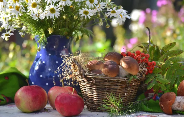 Apples, mushrooms, chamomile, still life, Rowan