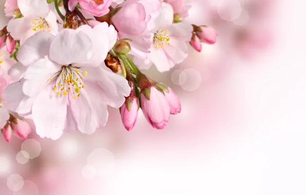 Picture flowers, spring, petals