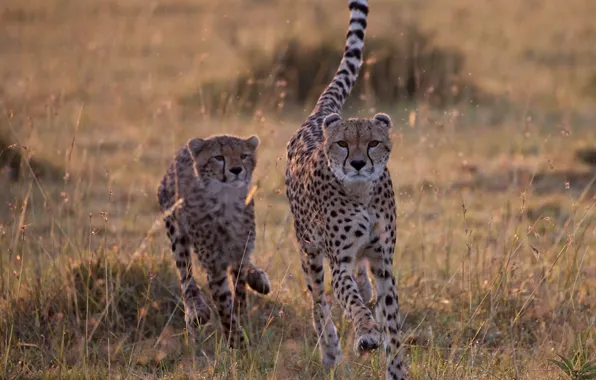 Picture Savannah, wild cats, cheetahs, catch-up