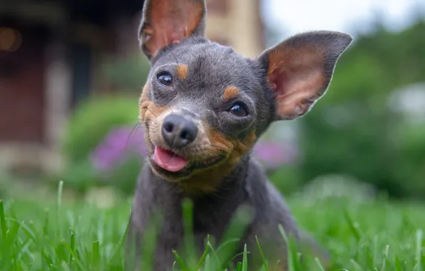 Grass, dog, ears, doggie, bitch, Russian toy Terrier, Igor Perfilyev, morasca