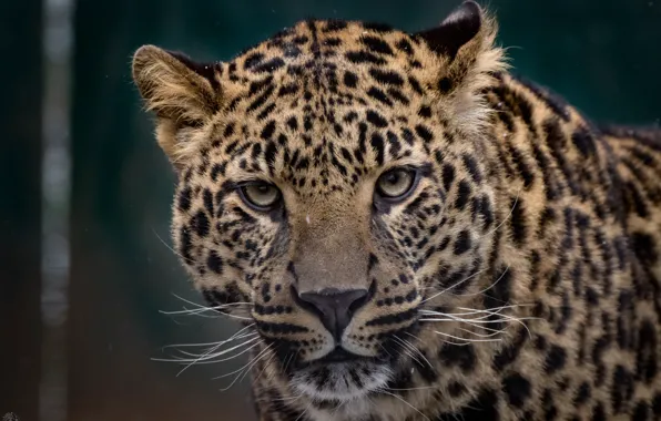 Picture face, spot, leopard
