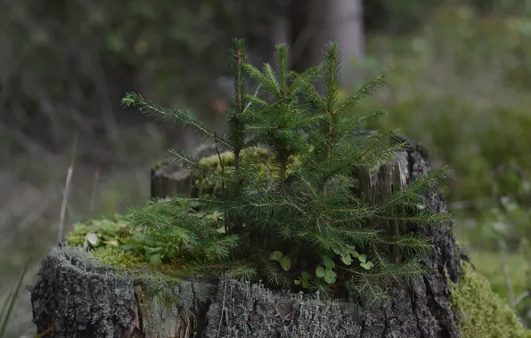 Forest, moss, stump, Christmas trees