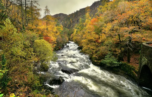 Picture river, autumn, forest