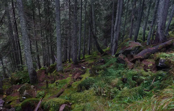 Forest, trees, nature, stones, moss