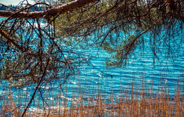 Wave, forest, summer, water, trees, landscape, branches, nature