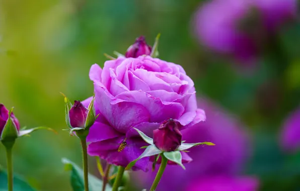 Flower, macro, rose, garden, stem, buds, lilac, bokeh