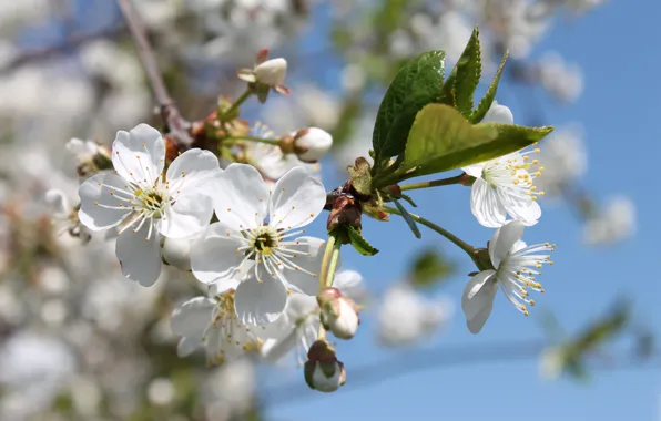Picture flowers, spring, may, flowering, white flowers