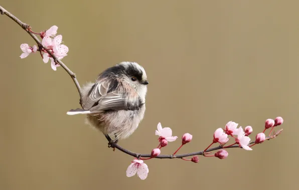 Picture flowers, branches, cherry, bird, spring, long-tailed tit