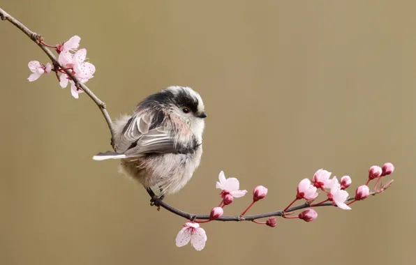 Flowers, cherry, bird, branch, spring, long-tailed tit