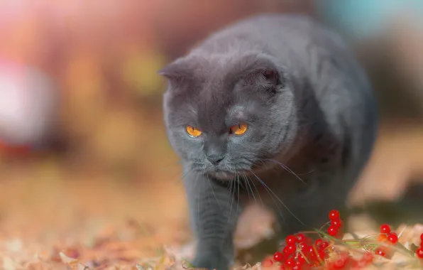 Cat, berries, Kalina, cat, British Shorthair, Victor Kholudeev