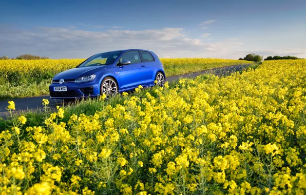 Field, flowers, blue, Volkswagen, blue, yellow, Volkswagen, Golf R