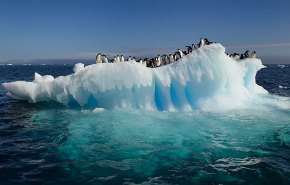 Water, the ocean, penguins, floe, Antarctica