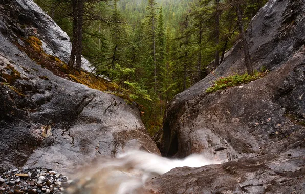 Picture forest, waterfall, canyon, USA, Heart Creek Canyon