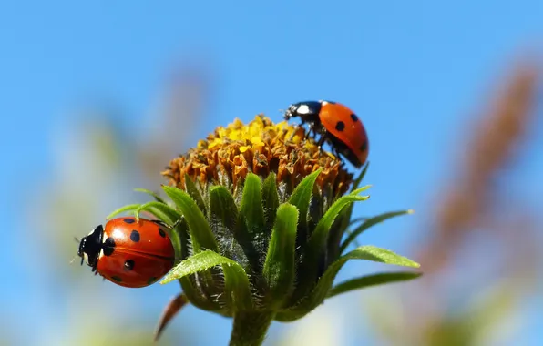 Picture flower, the sky, ladybug, insect